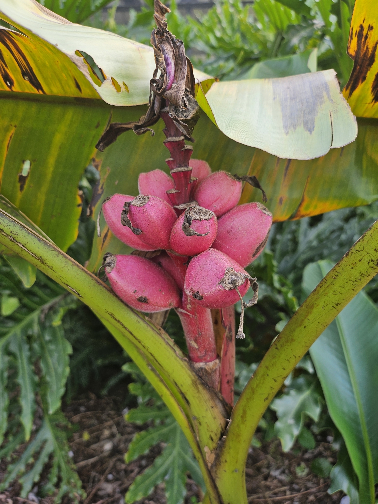 Imagem de Bananeira de jardim
