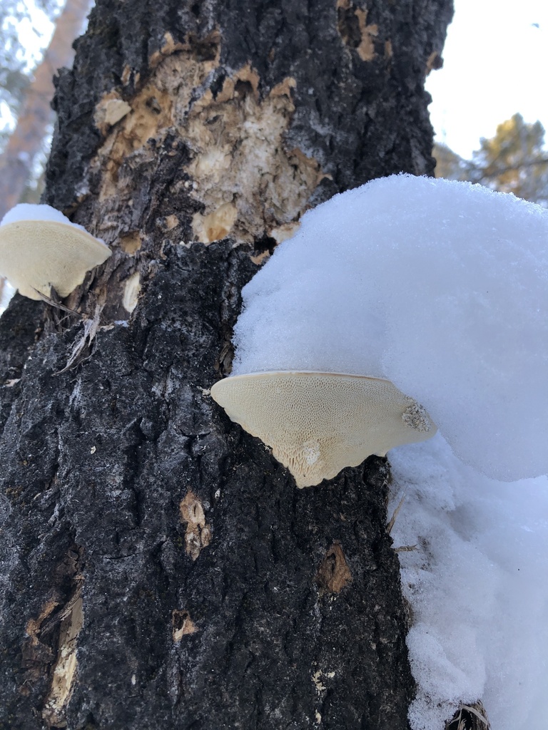 Trametes gibbosa · January 2025 · photo: © ro_ko (iNaturalist, cc-by)