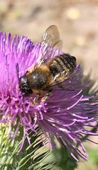 Megachile ligniseca