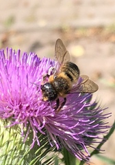 Megachile ligniseca