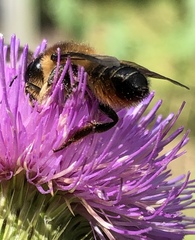 Megachile ligniseca