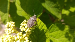 Brochymena chelonoides