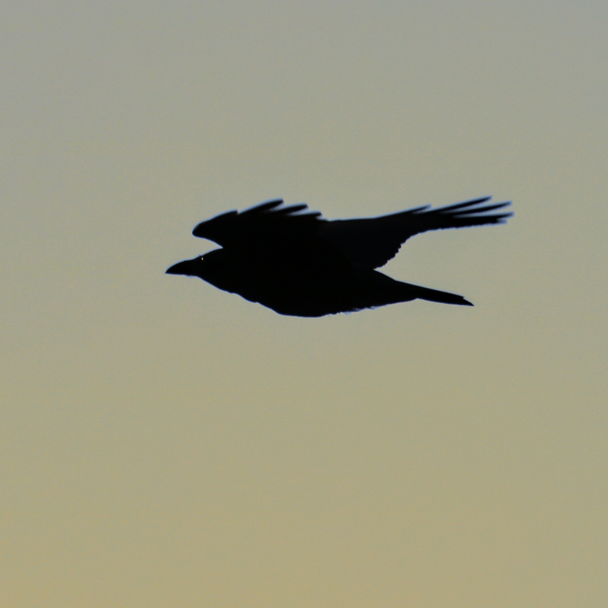 Forest Raven (Corvus tasmanicus), photo 8
