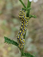 Cucullia tanaceti