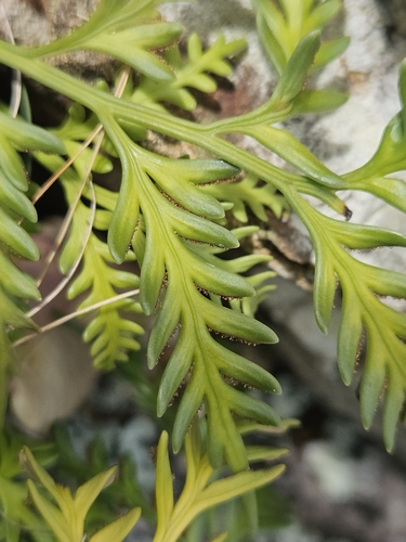 Image of Asplenium haurakiense by (c) Angus Campbell, some rights reserved (CC BY)
