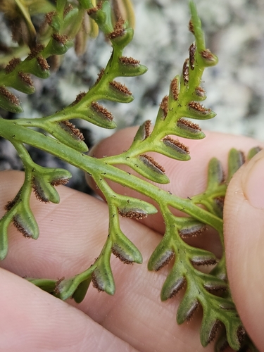 Image of Asplenium haurakiense by (c) Angus Campbell, some rights reserved (CC BY)