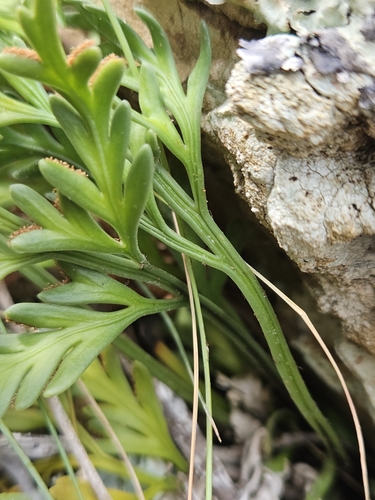 Image of Asplenium haurakiense by (c) Angus Campbell, some rights reserved (CC BY)