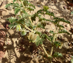 Tribulus macropterus