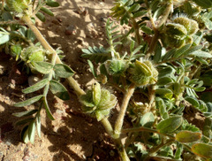 Tribulus macropterus