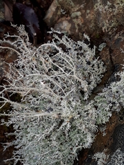 Stereocaulon colensoi