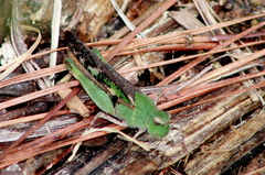Chortophaga australior