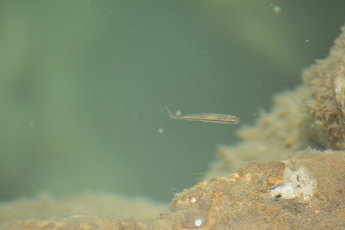 Spotted Minnow
