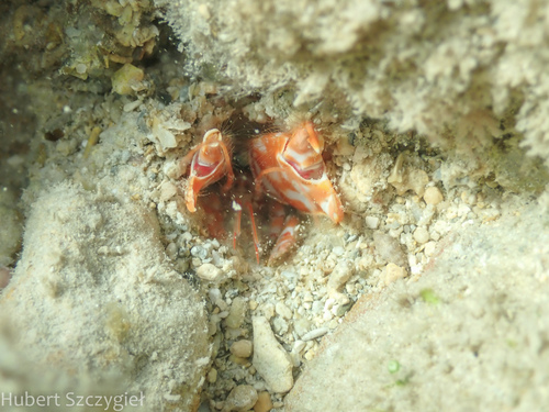 Corallianassa oahuensis, 2025-01-05