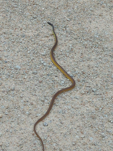 Common Tree Snake sighting