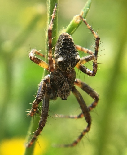Two-tubercled Orb-web
