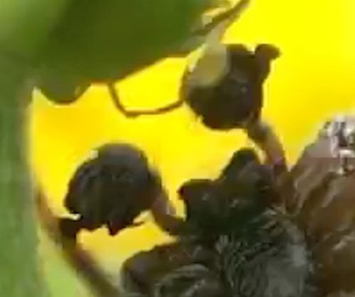 Two-tubercled Orb-web