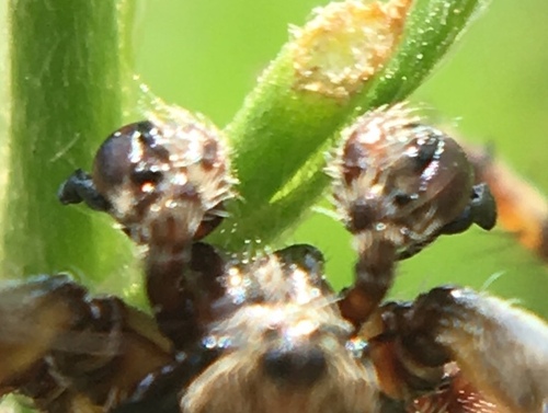 Two-tubercled Orb-web