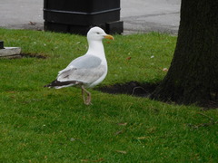 Larus argentatus