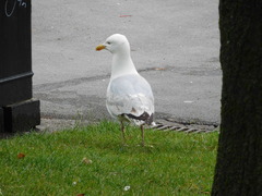 Larus argentatus