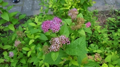 Spiraea japonica