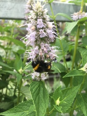 Bombus