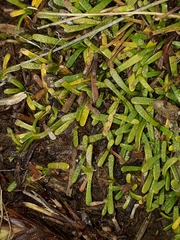 Abrotanella caespitosa