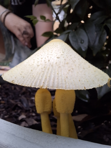 Flowerpot parasol