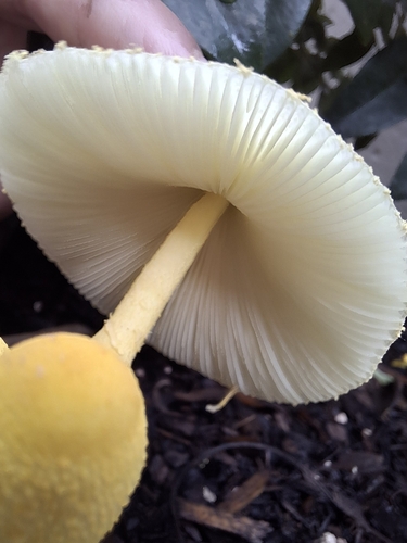 Flowerpot parasol