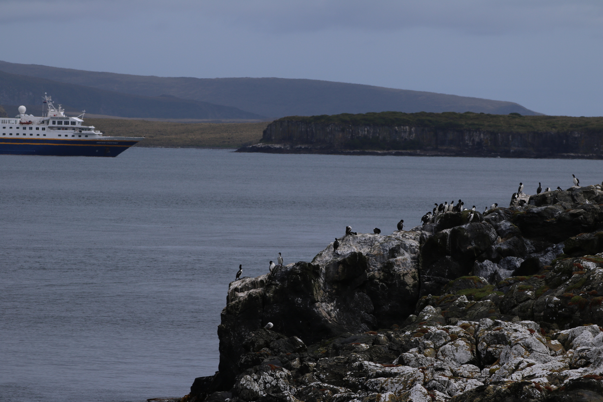 Auckland Shag (Leucocarbo colensoi), photo 10