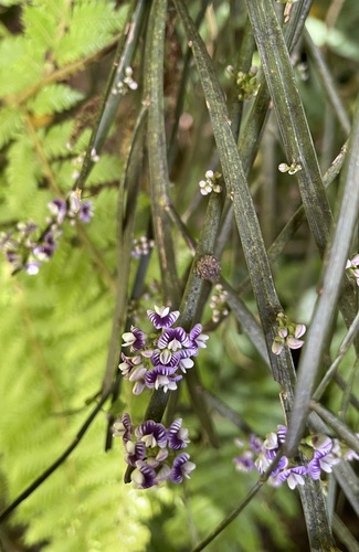 Foto de Carmichaelia australis