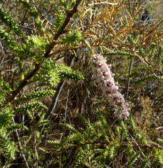 Tamarix tetragyna