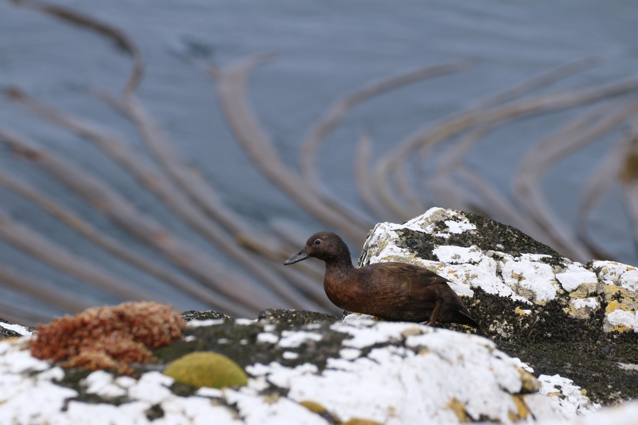Auckland Teal (Anas aucklandica), photo 2
