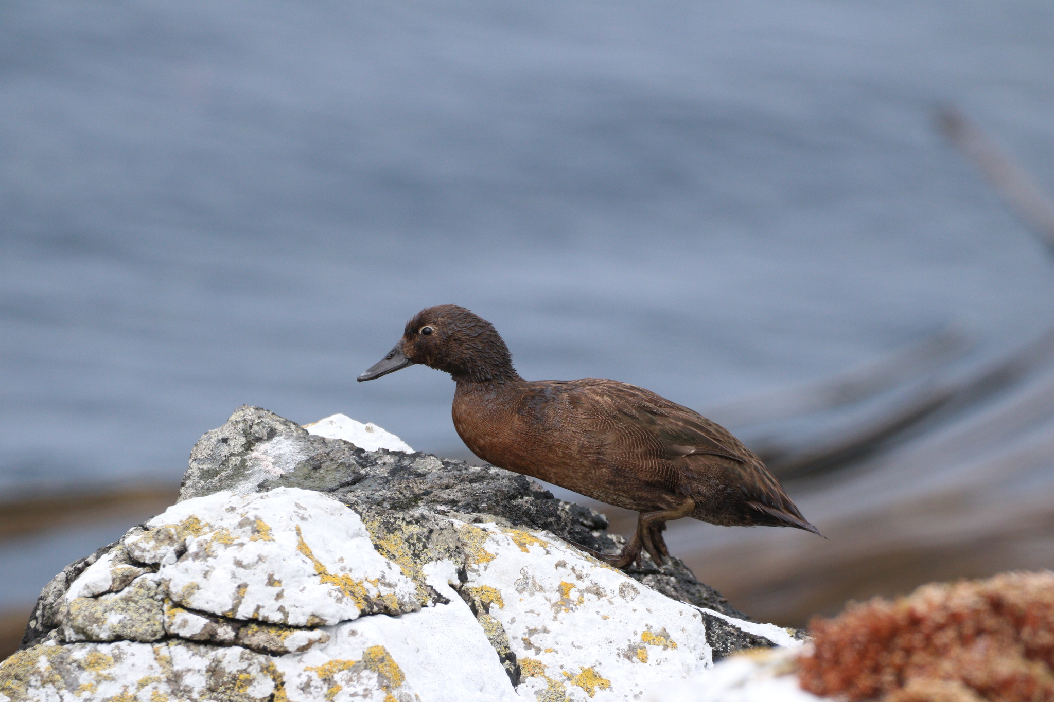 Auckland Teal (Anas aucklandica), photo 3
