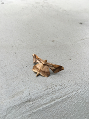 Krananda latimarginaria