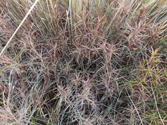 Dracophyllum recurvum