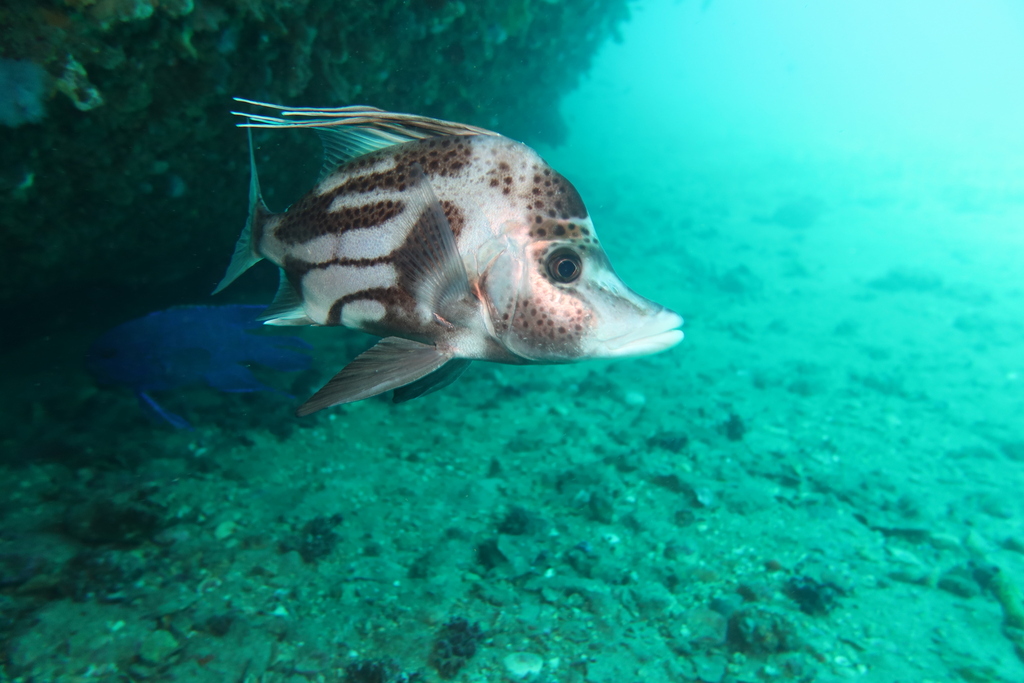 Brown-spotted boarfish (Paristiopterus gallipavo) — Pentacerotidae