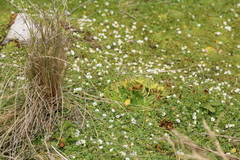 Brown's plantain (Plantago brownii)