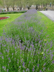 Lavandula angustifolia