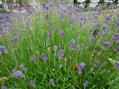 Lavandula angustifolia