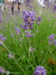 Lavandula angustifolia