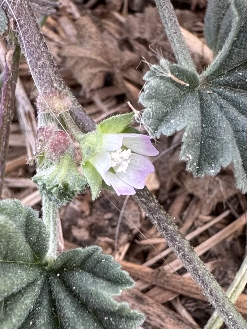 Imagem de Malva-branca
