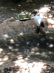Threskiornis
