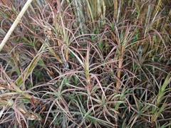 Dracophyllum recurvum