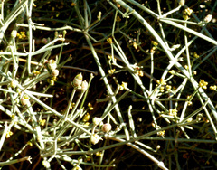 Ephedra foliata