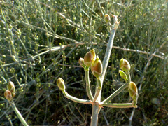 Ephedra foliata