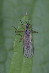 Empis livida