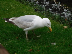 Larus argentatus