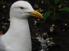 Larus argentatus