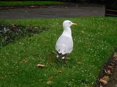 Larus argentatus