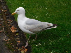 Larus argentatus